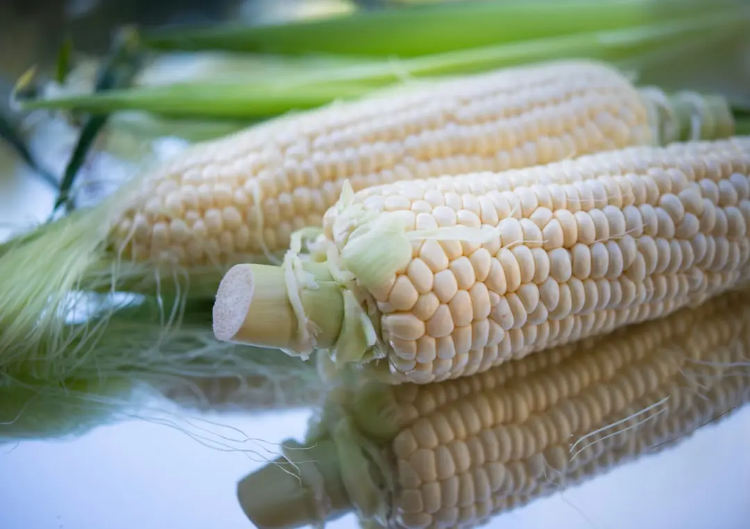 GMO och biobränslen illustration