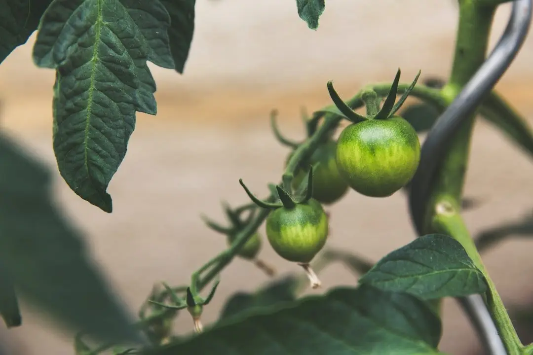 Konventionell förädling jämfört med genetisk modifiering illustration