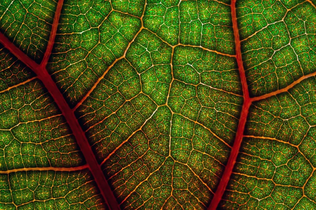 Vad betyder organism – enkelt och kul för nyfikna illustration